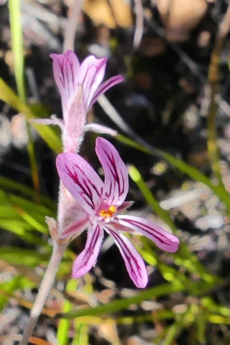 Beardleaf Storksbill From Greyton Sydafrika On February