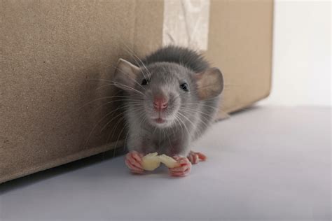 3 Signs You Have Mice in Your Walls - Mice Mob Exterminators