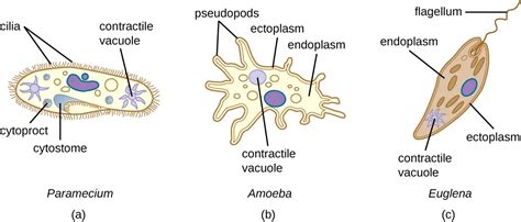 Function of Contractile Vacuole in Protozoa & More Info About It