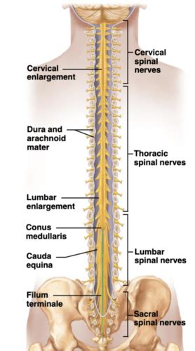 Spinal Cord Flashcards Quizlet