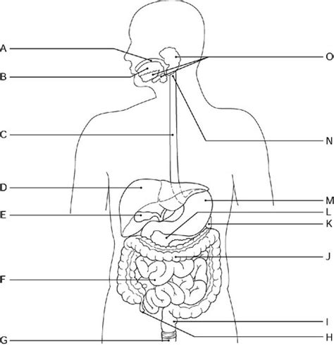 Anatomy Chapter 14 Digestive System Diagram Quizlet