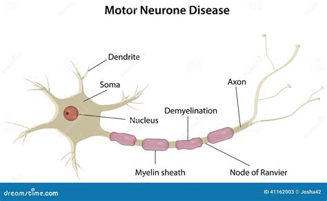 Motoneurone Stock Vector Image 41162003