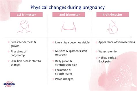 Physical Changes During Pregnancy Sanosan