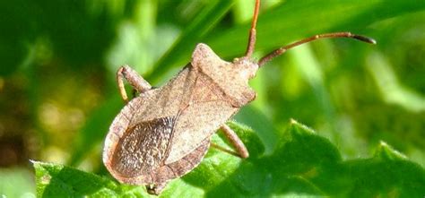 Squash Bug Pest Identification For Vegetable Gardens