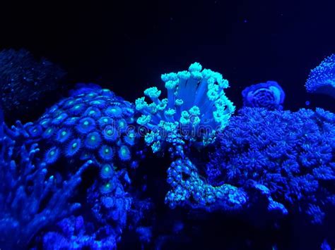 Variety of Corals in a Saltwater Aquarium Stock Image - Image of ...