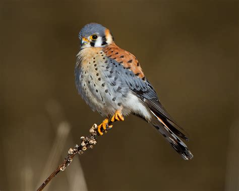 Bird Of The Week American Kestrel Travis Audubon