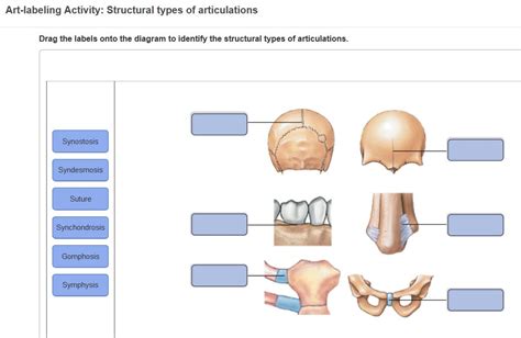 Solved Art Labeling Activity Structural Types Of Articul Chegg