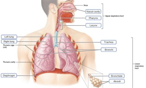 Human Anatomy And Physiology I Chapter 21 Homework Flashcards Quizlet