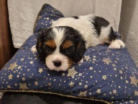 Cavalier King Charles Spaniel In Deggendorf Kaufen Verkaufen Snautz De