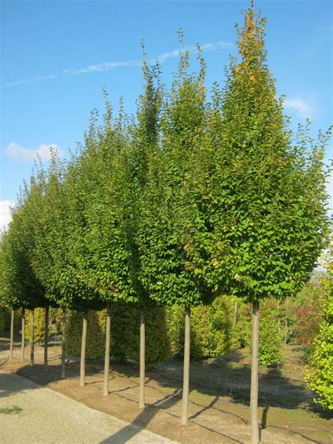 Carpinus Betulus Frans Fontaine Gorini Piante