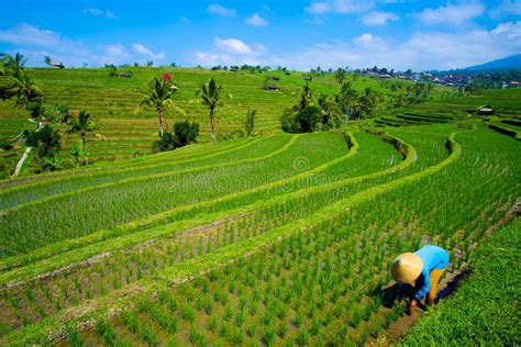 Jatiluwih Rice Terraces editorial stock image. Image of conical - 159489849