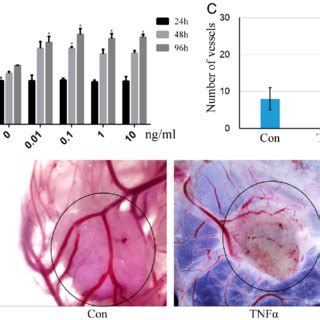 Tnf Promotes Rmscs Proliferation And Angiogenesis A The Rmscs Were