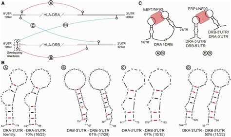 Rna Secondary Structure Motifs A Locations Of The Common Secondary