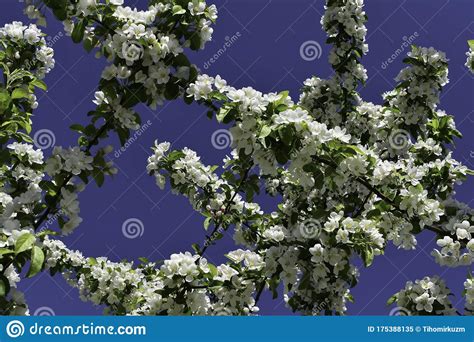 Foto De Flor De Cerejeira Branca Na Primavera Imagem De Stock Imagem