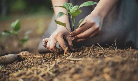 Agricultura Regenerativa Para Un Futuro Sostenible