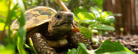 Comment est une tortue sans carapace ? ️Le Royaume des Tortues