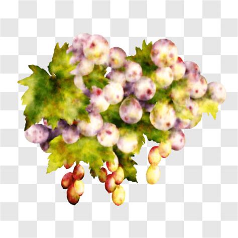 Descarga Uvas Blancas Recién Cosechadas en la Vid PNG En Línea