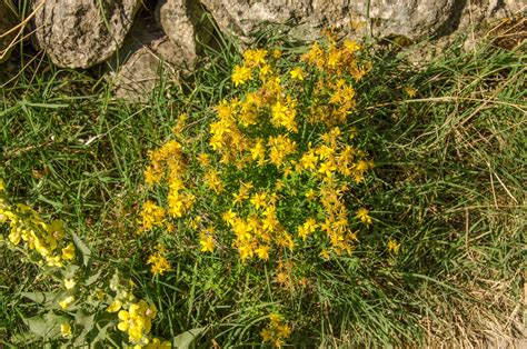 St John S Wort Hypericum Perforatum Macedonia Nature