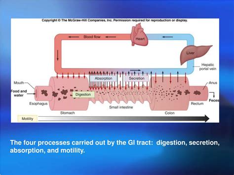 Ppt Gastrointestinal Physiology Powerpoint Presentation Free