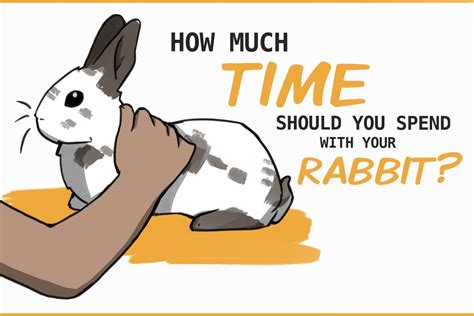 How Much Time Do You Need To Spend With A Pet Rabbit