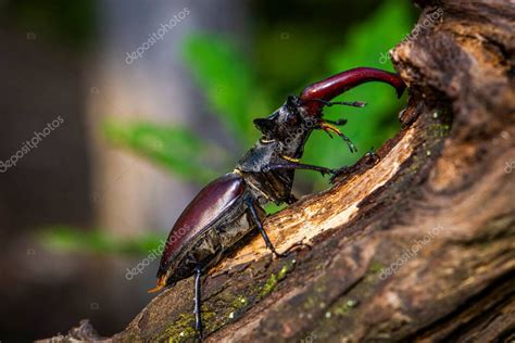 Hombre Del Escarabajo Ciervo Lucanus Cervus Sentado En Un Roble Una