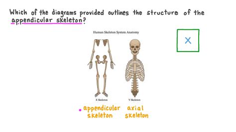 Question Video Identifying The Appendicular Skeleton In A Diagram Nagwa