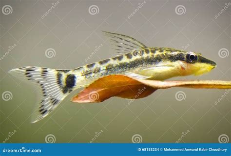 Oto Dwarf Suckermouth Otocinclus Vittatus Algae Eater Catfish Stock