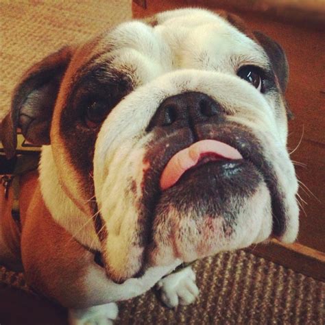 362 best images about Bulldog faces on Pinterest | English, Doggies and ...