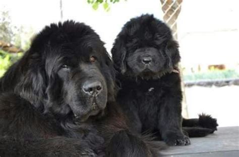 Newfoundland Dog vs English Mastiff - Breed Comparison