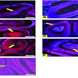 Fluorescence Micrograph Of The Epididymis Of Mature Ram Showing