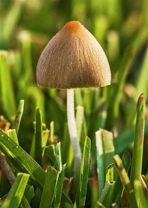 Mushroom Cap by C. Fredrickson Photography