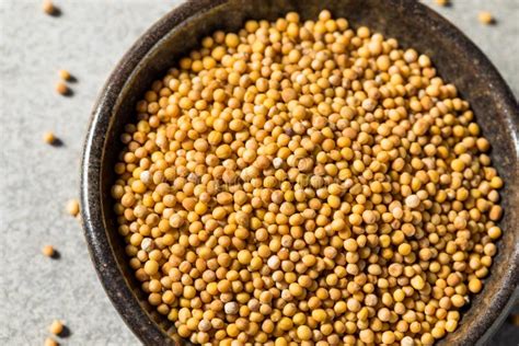 Raw Organic Yellow Mustard Seeds Stock Image Image Of Seeds