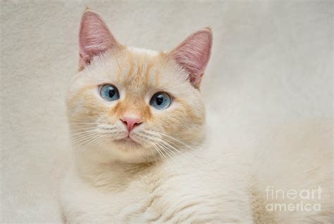 Flame Point Siamese Cat Photograph By Amy Cicconi Fine Art America