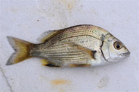 Acanthopagrus Butcheri