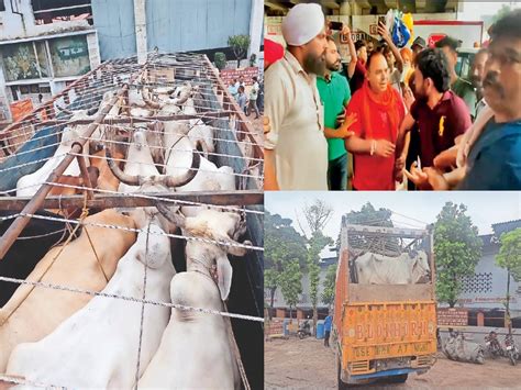 Cow Was Taking Bull To Meerut Caught In Khanna People Handed Over