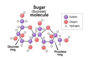 Science of Candy: What is Sugar? | Exploratorium