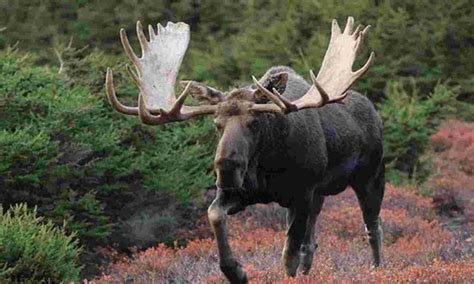 Top 7 Predators of Moose that Eat Moose - toplist.info