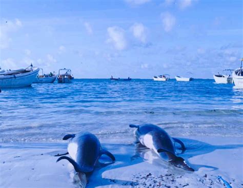 Updated 2021 - Is Mogadishu tap water safe to drink? Somalia water