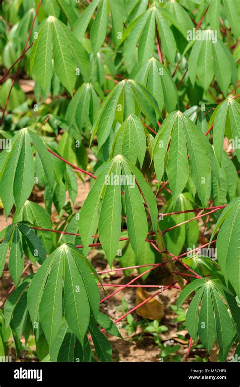 Close Up Of Cassava Leaves Manihot Esculenta Growing On A Farm In Sri