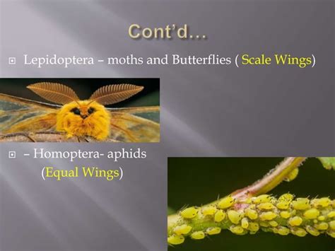 Introduction To Entomology Ppt