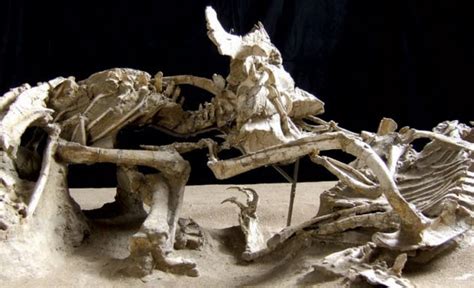 Top 10 Dinosaur Fossils Frozen In Time - Listverse