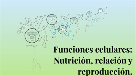 Funciones Celulares Nutrición Relación Y Reproducción By Gabriela Guerra On Prezi