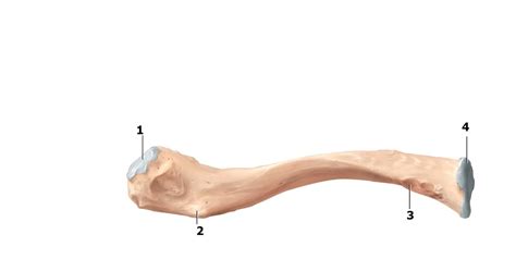 Clavicle Inferior Diagram Quizlet