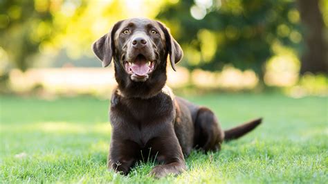 Así Puedes Saber Si Tu Perro Es Diestro O Zurdo Infobae