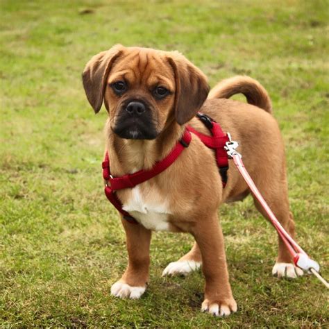 Puggle Puggle Puppies Puggle Baby Pugs