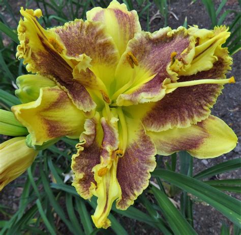 Daylily Hemerocallis Kafou In The Daylilies Database Garden Org