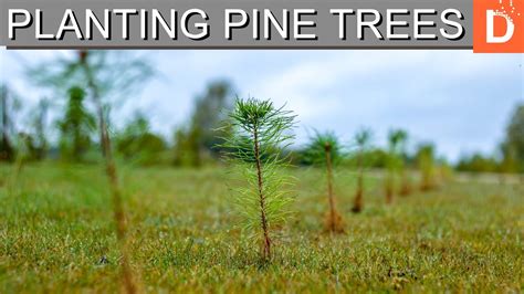 I Planted 1`000 Pine Trees In One Day Teamtrees Youtube