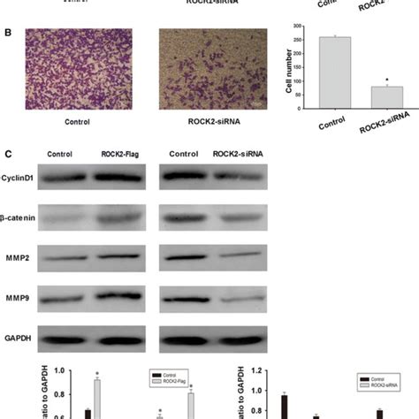 Rock Promotes The Metastasis And Invasive Ability Of Gastric Cancer