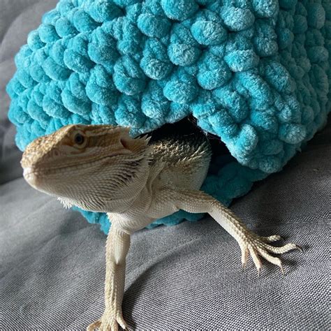 Custom Bearded Dragon Cave Etsy