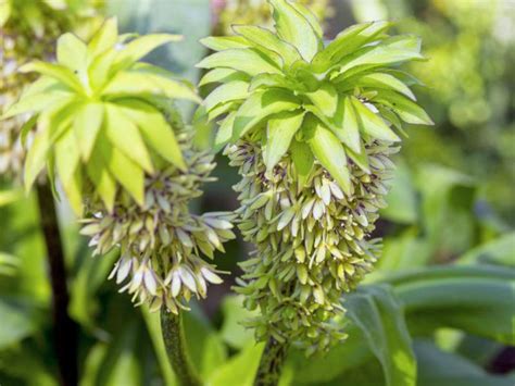 Variegated Pineapple Lily Eucomis Bicolor Garden Center Point